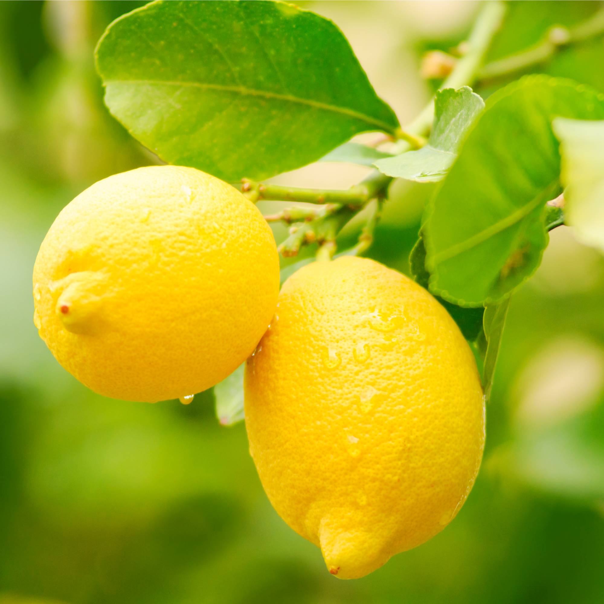 Ripe lemons on tree