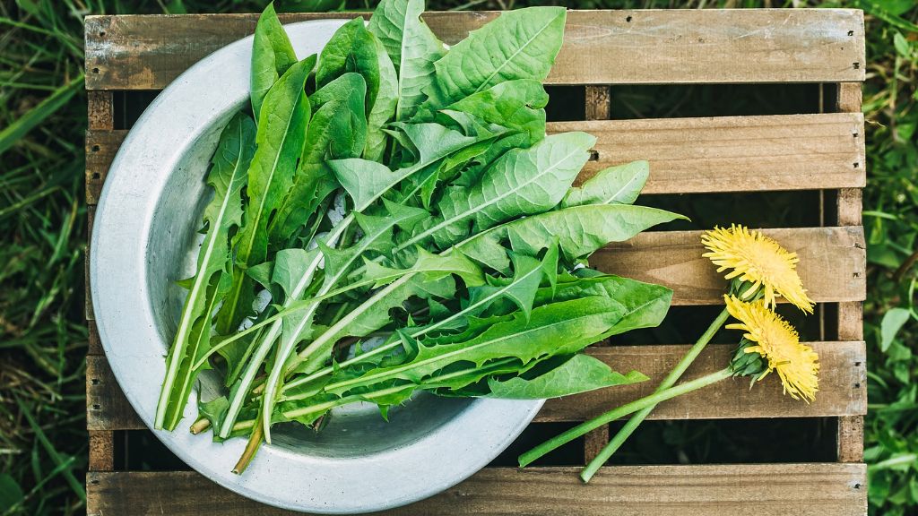 fresh picked dandelion leaves on plate 