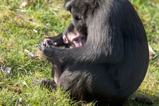 a chimpanzee baby being held by its mother on a grassy hill