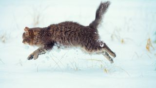 Siberian cat jumping in the snow