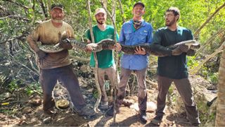 Researchers hold up the first python they caught using the new method.