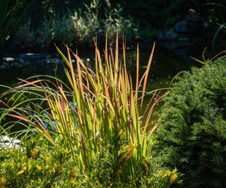 Japanese blood grass in a green garden in the sunshine