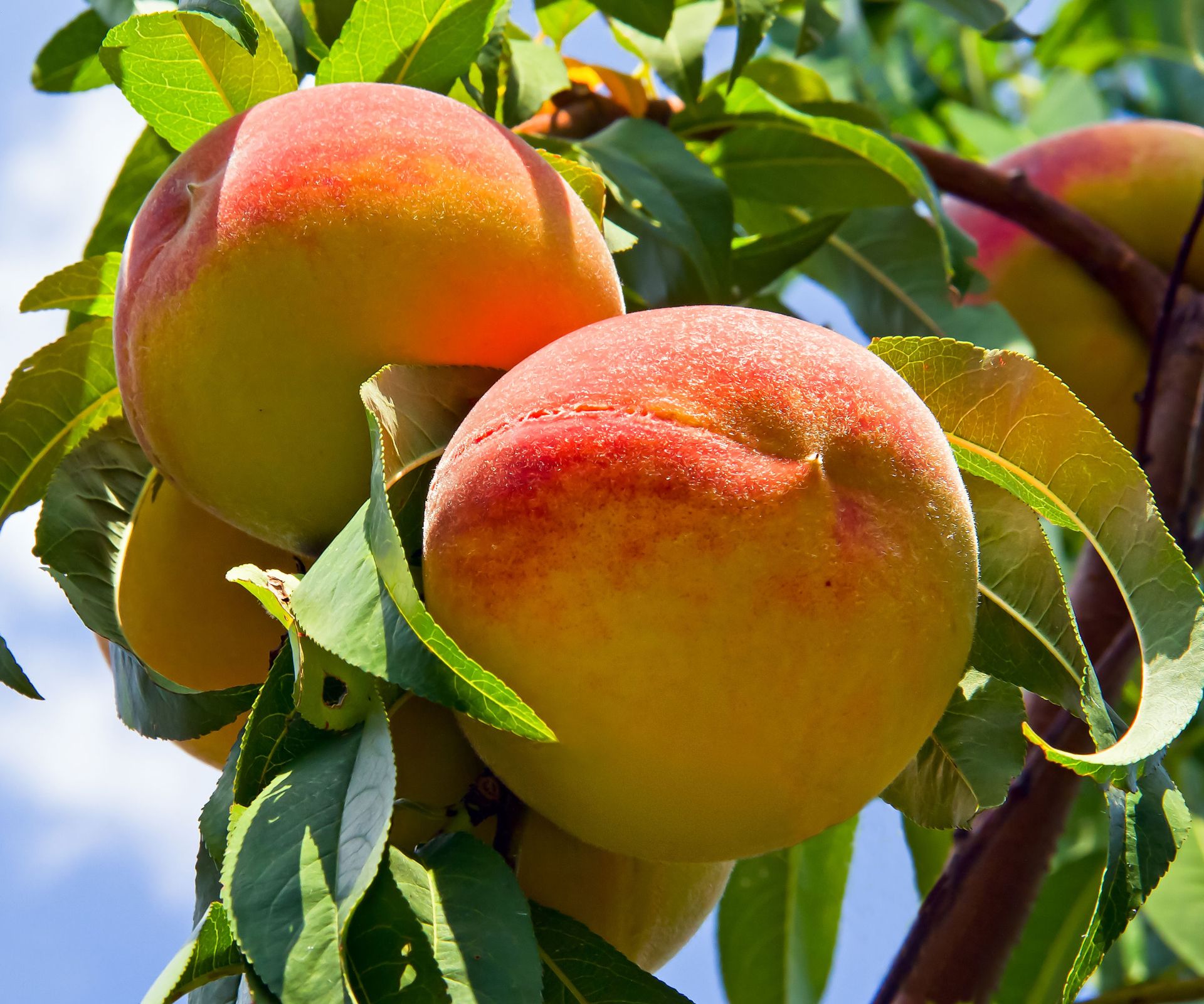 peaches growing and ripening on peach tree