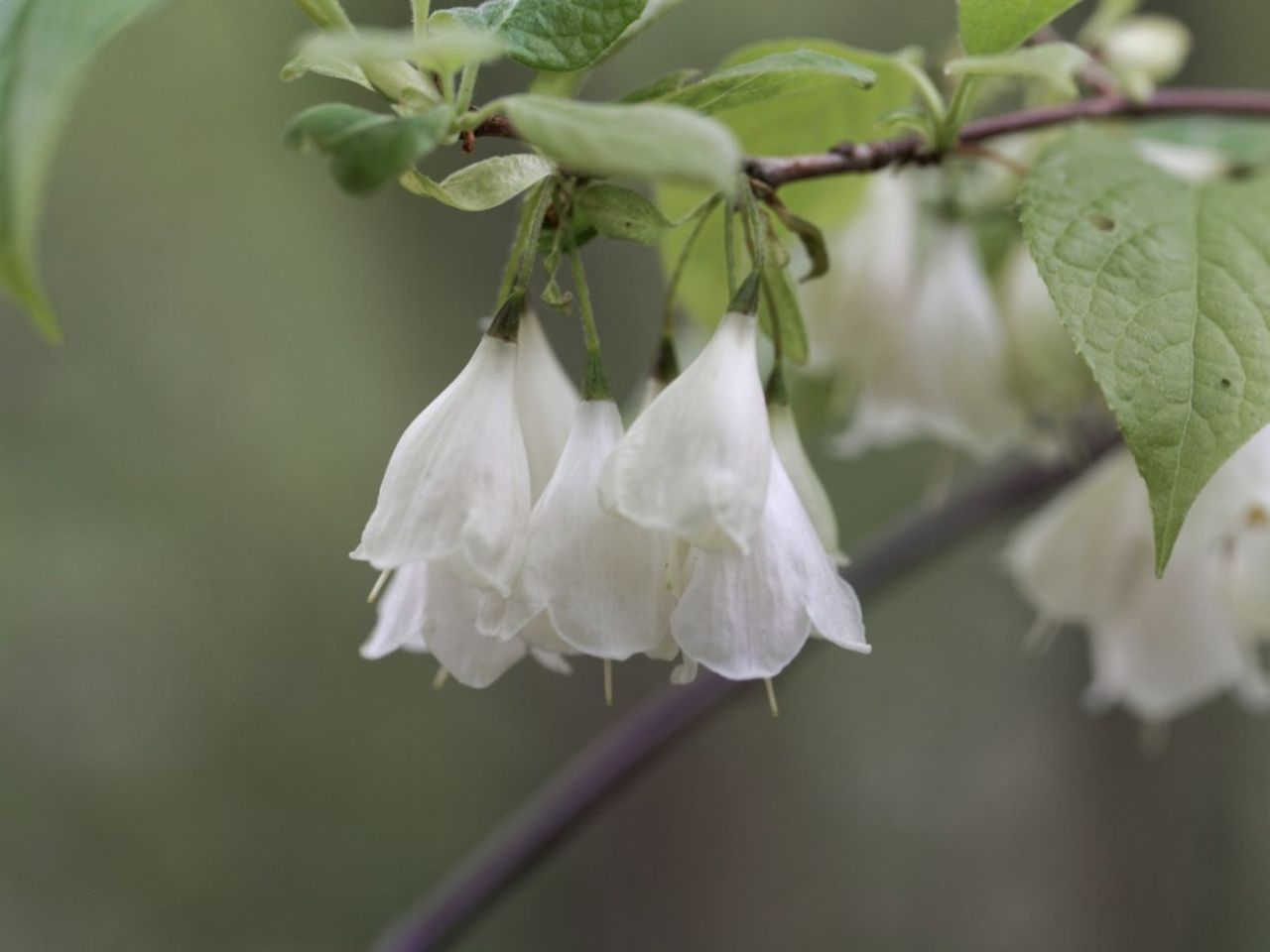 Carolina Silverbell Tree