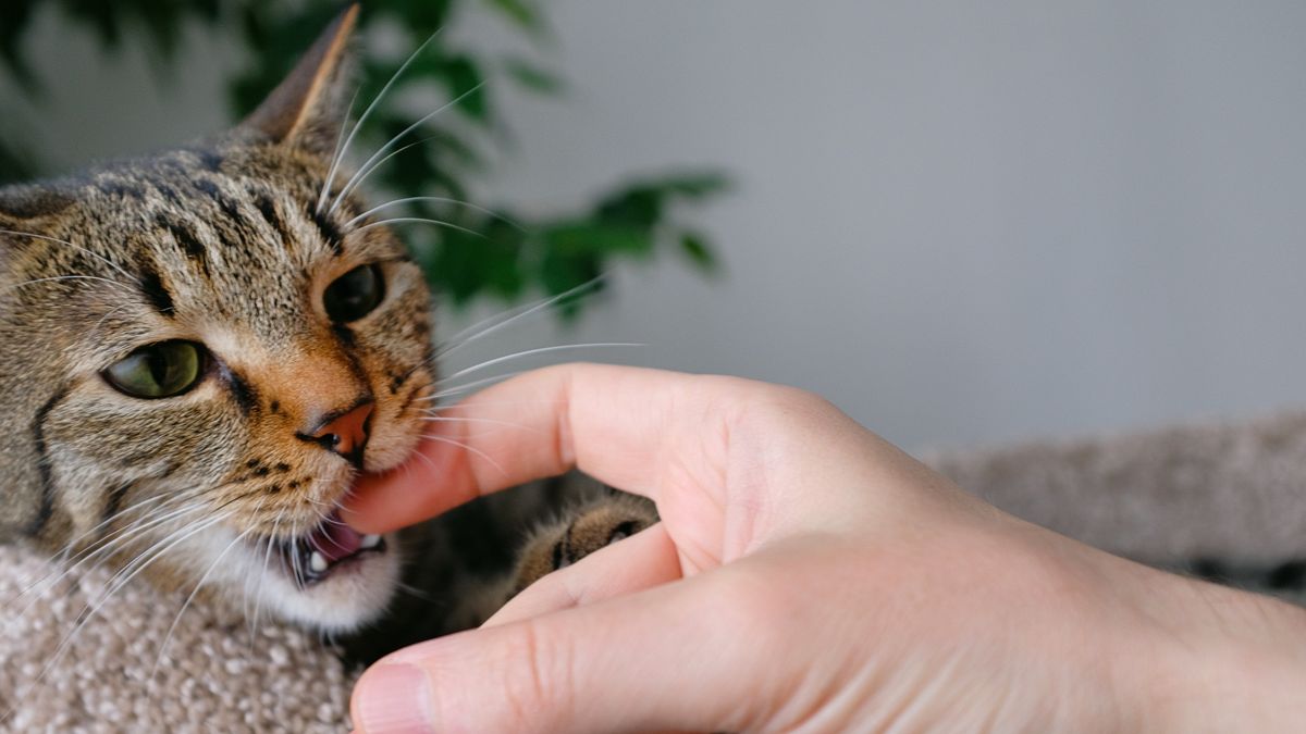 A domestic cat is lying in bed biting the finger of its owner