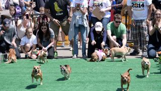 Chihuahua dog owners release their pets to compete in the "Run of the Chihuahuas" annual race in Washington on May 3, 2014