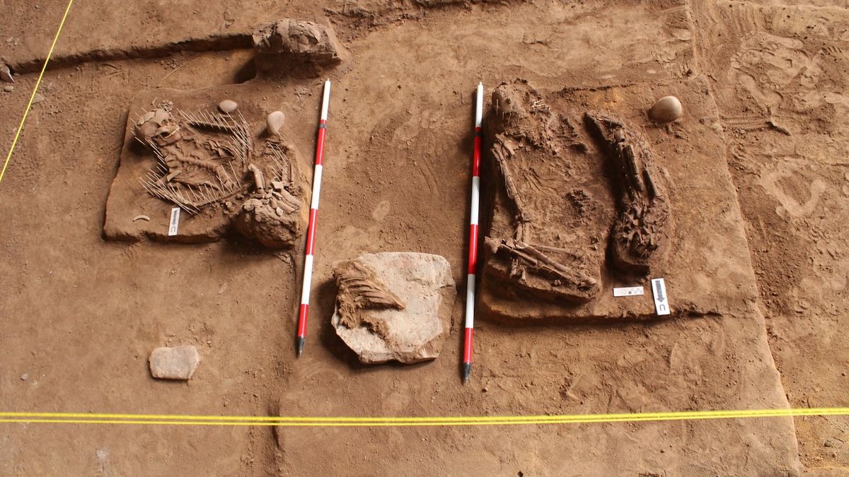 An excavation site with two curled-up skeletons marked out