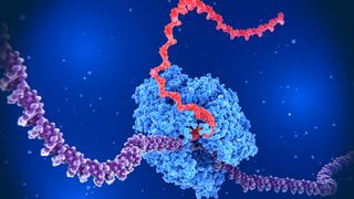 a large blue enzyme is shown interacting with a large purple DNA molecule and spitting out a red RNA molecule