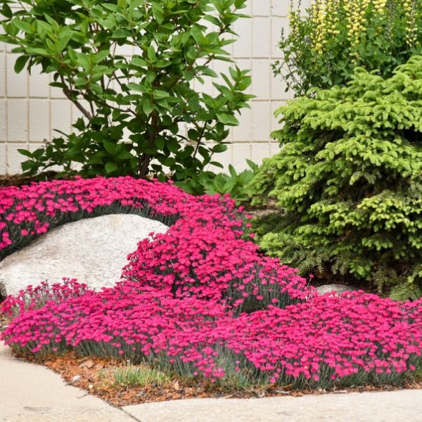 Paint the Town Magenta Dianthus