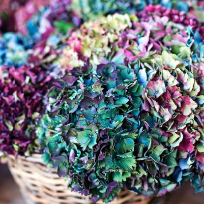 Close up of colorful dried hydrangeas in wicker baskets