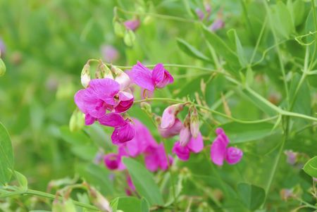 Pink Flowered Sweet Pea Plant