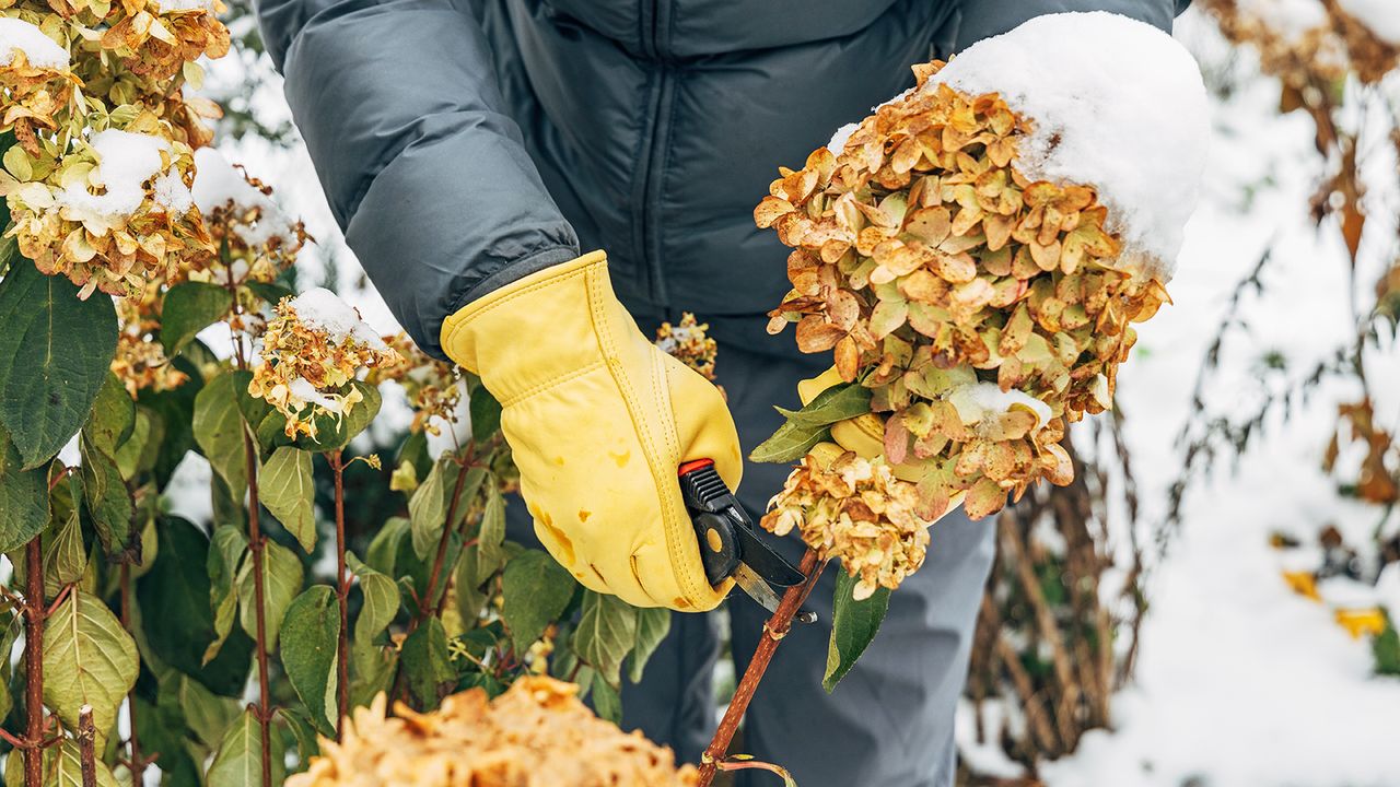 Pruning hydrangea in the snow