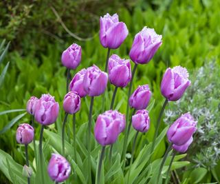 Fringed tulips