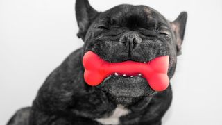 Dog holding one of the best dog chew toys in his mouth