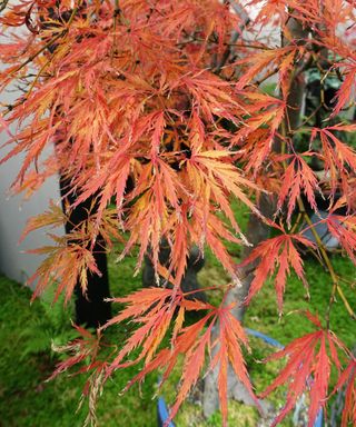 Japanese Maple Weeping tree