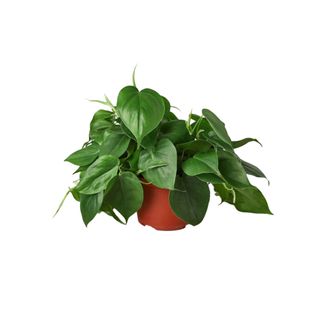 House Plant Shop Philodendron Cordatum Heartleaf