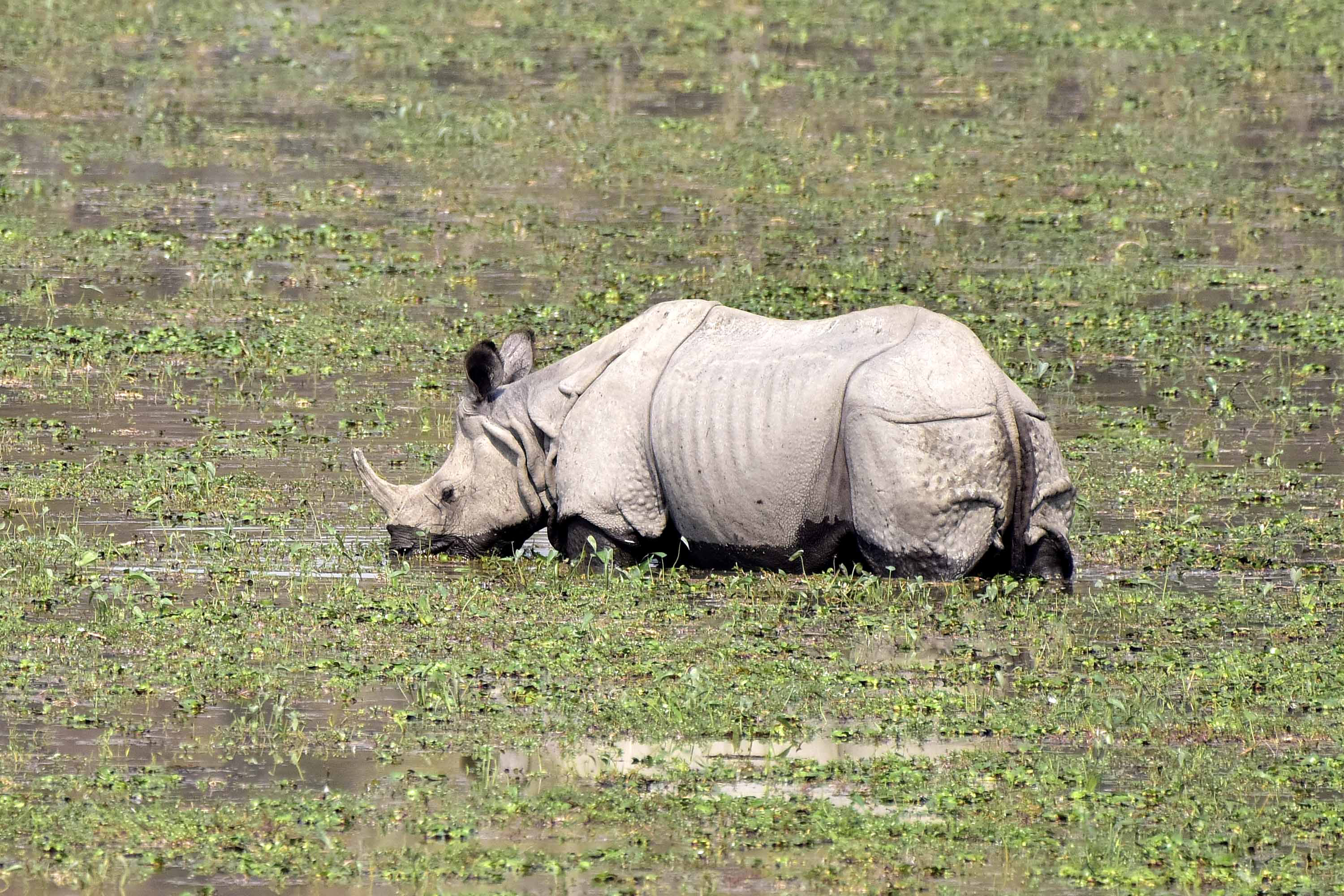 An Indian one-horned rhinoceros grazes at Kaziranga National Park in Nagaon District of Assam, India, on January 20, 2026. (Photo by Anuwar Hazarika/NurPhoto via Getty Images)