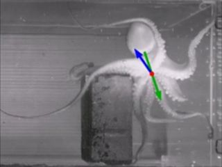 Octopus moving in a water tank