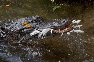 An American alligator successfully lures a snowy egret with a stick, and then eats it, at St. Augustine Alligator Farm Zoological Park in Florida.