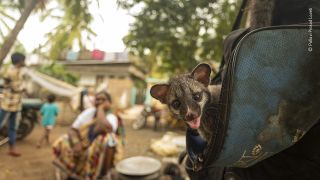 Wildlife Photographer of the Year: People's Choice Award 2020