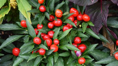 red ornamental peppers growing on bush 