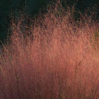 muhlenbergia grass with pink flower heads