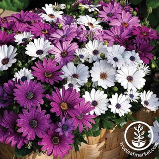 Osteospermum Seeds - Asti Series