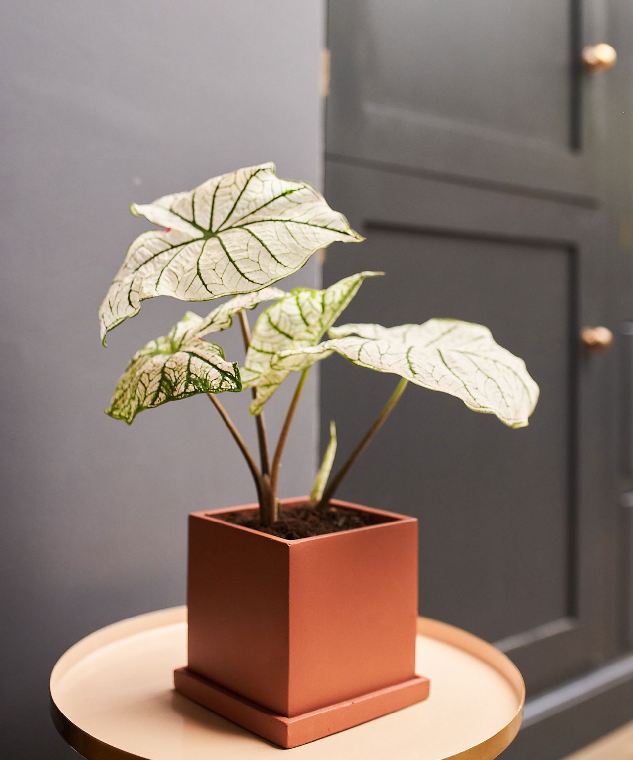 The most valuable houseplants revealed Real Homes