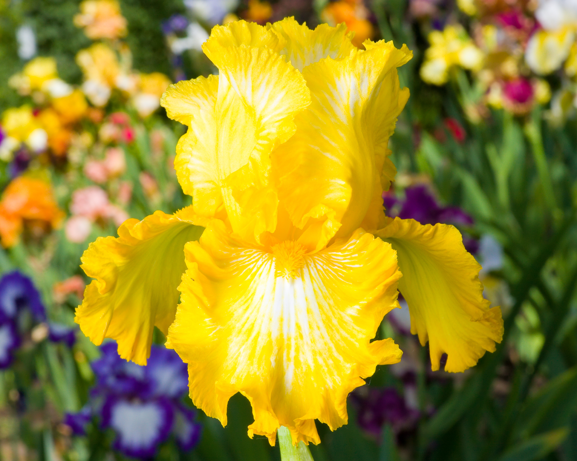 bright yellow iris in the garden