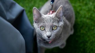 Close up of a Russian blue cat wearing a harness and leash