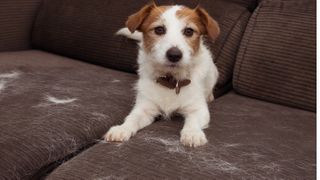 Dog on sofa with hair on fabric