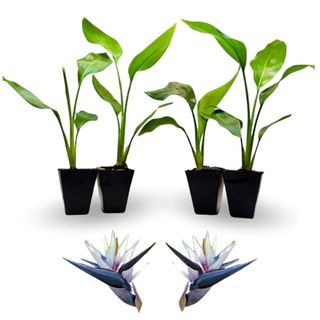 Bird of Paradise Plants Live (4-Pack), Strelitzia Plants With Perennial White Flowers, Indoor/outdoor Plants, Exotic Tropical Decor, Not Artificial, 6-10" Height. 2" Pot