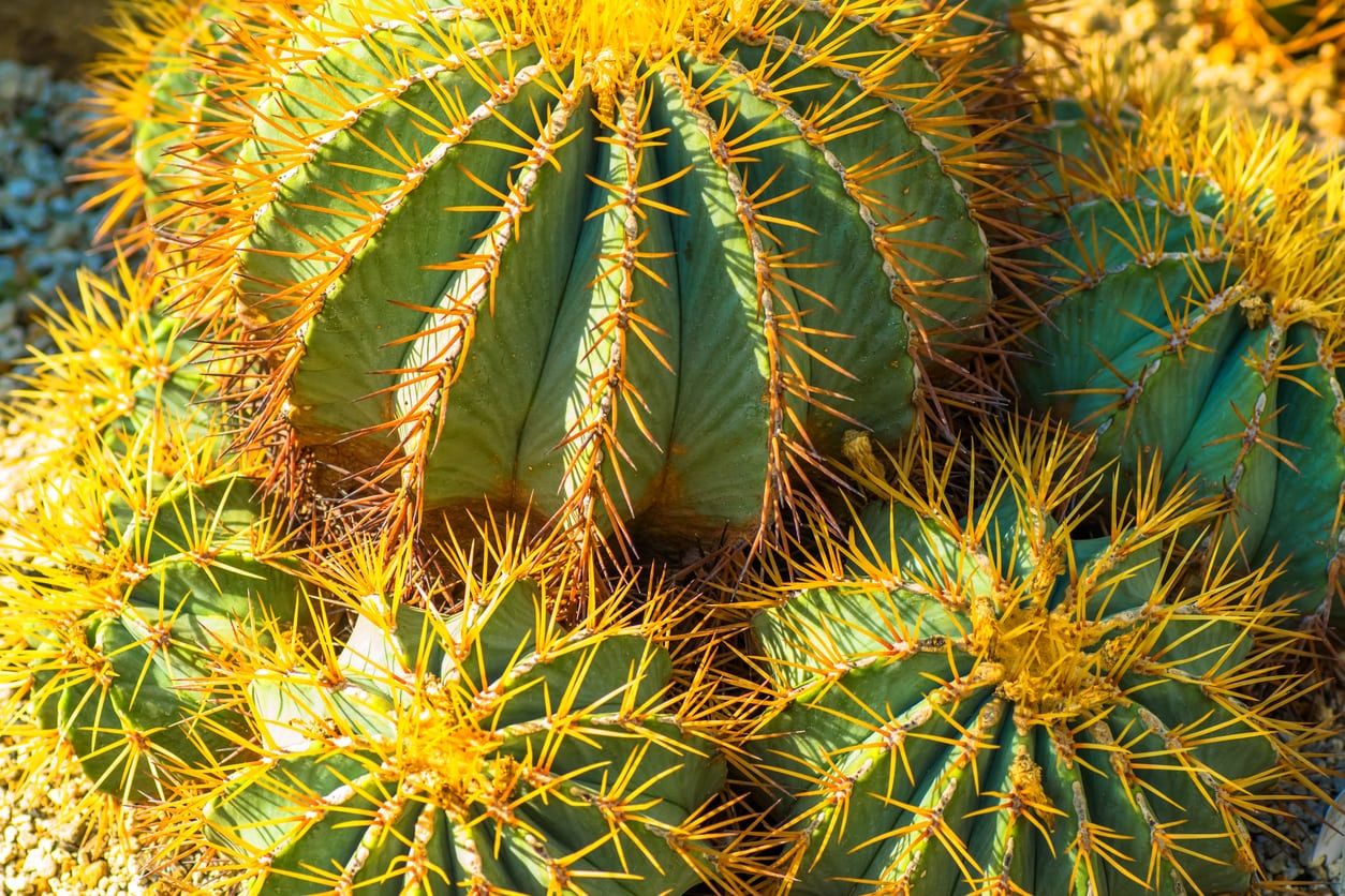 blue barrel cactus