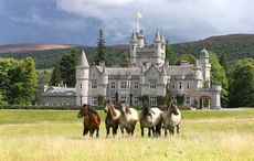 MAINBalmoral-Castle-Highland-Ponies_139649642_214235101.jpg