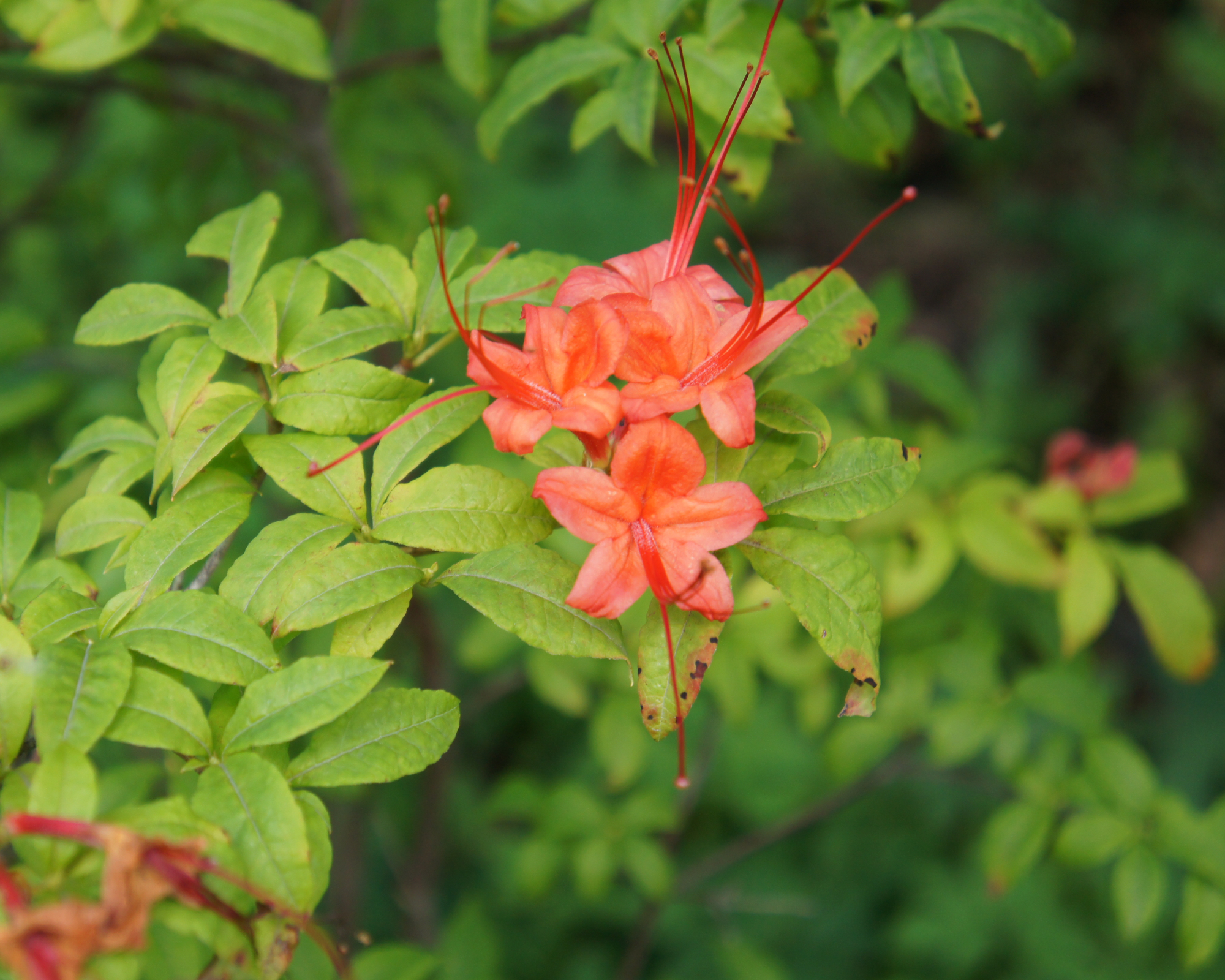 Bright orange azalea flowers