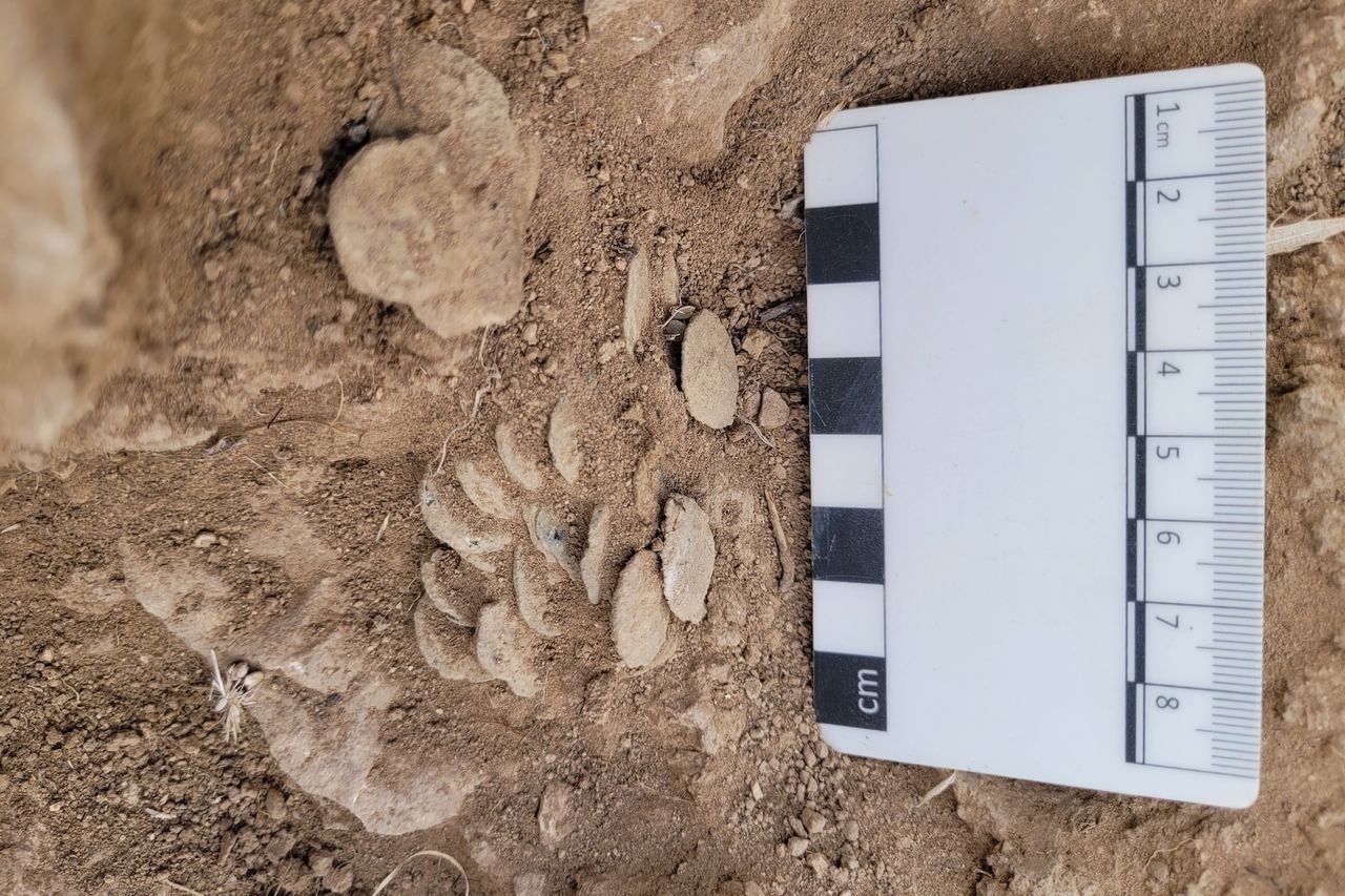 A pile of coins buried in the dirt