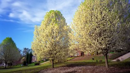 Invasive Callery pear trees in a yard