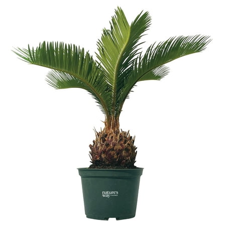 Nature&amp;rsquo;s Way Farms Cycad Revoluta Sago Palm Indoor and Outdoor Live Plant (8-15in Tall) in Grower Pot