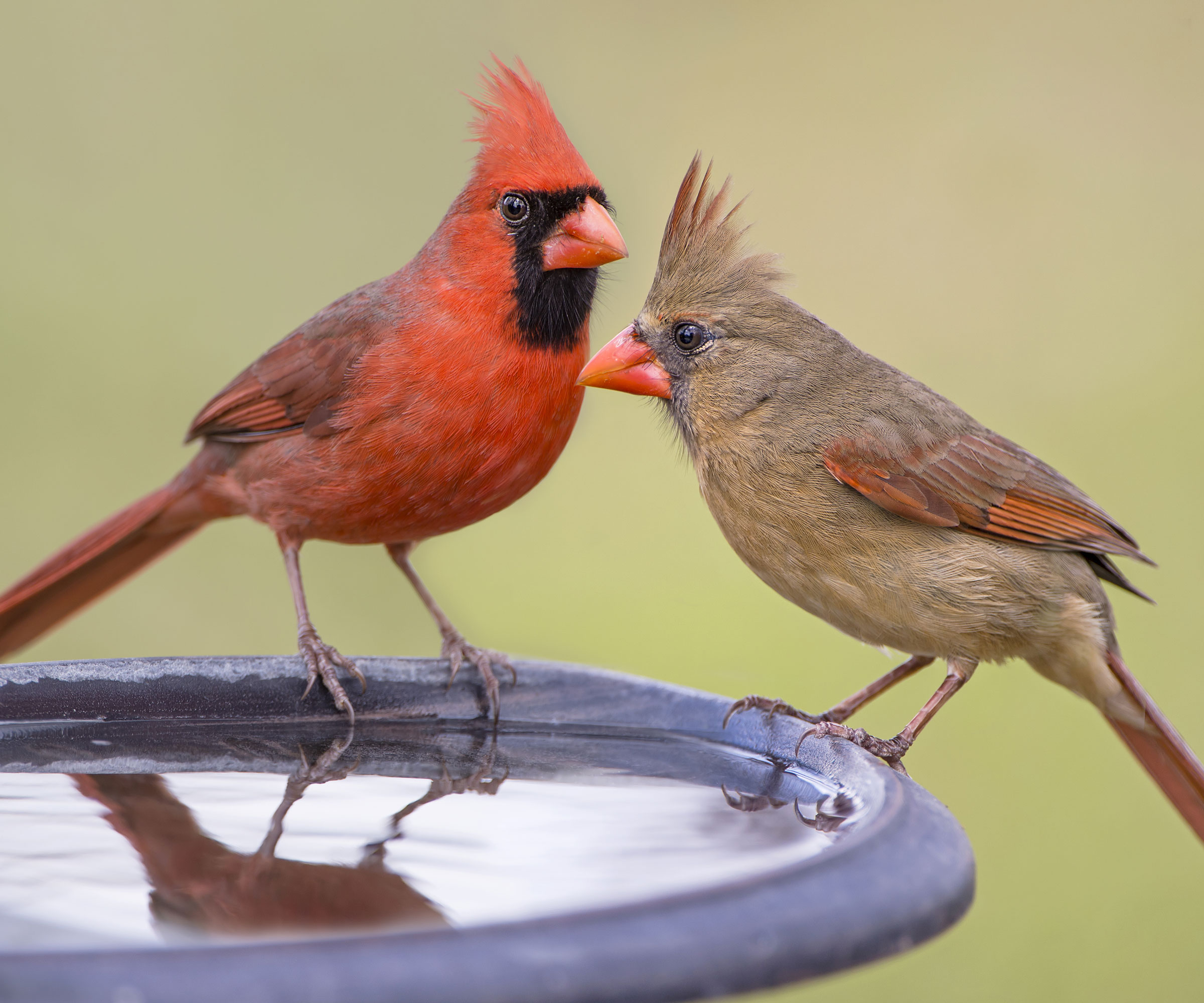 male and female cardinals on bird bath