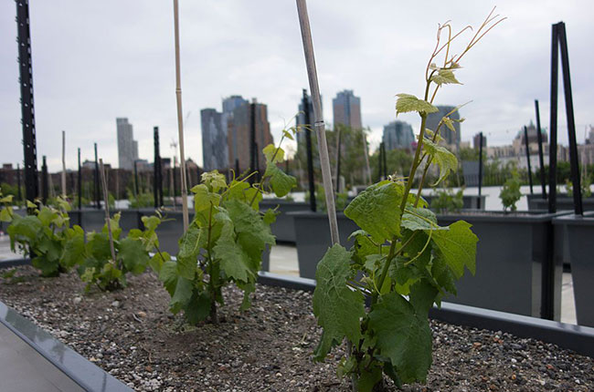 Rooftop Reds, New York vineyard