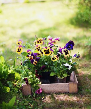 A wooden raised bed with a collection of yellow and purple pansies planted on it, set on a green lawn