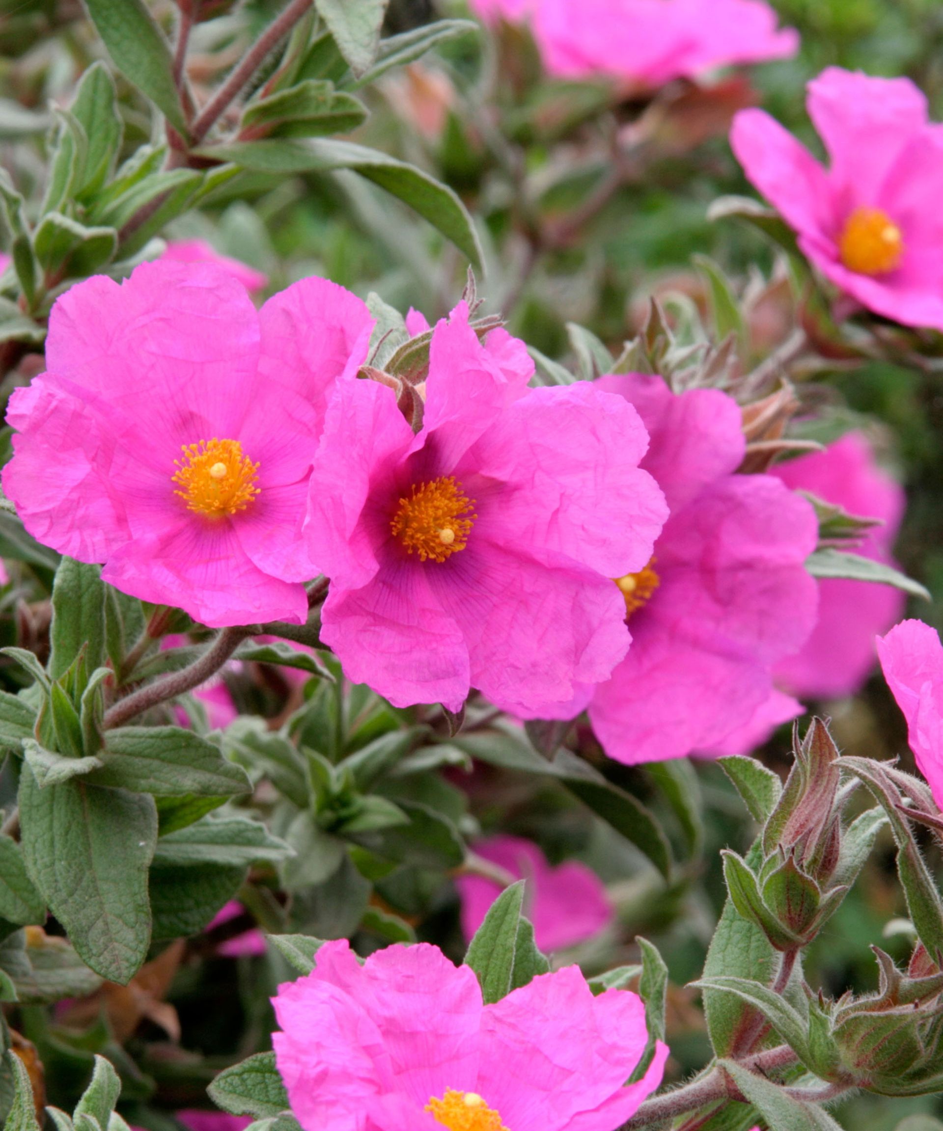 Magenta flowers of cistus Sunset