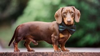 Dachshund