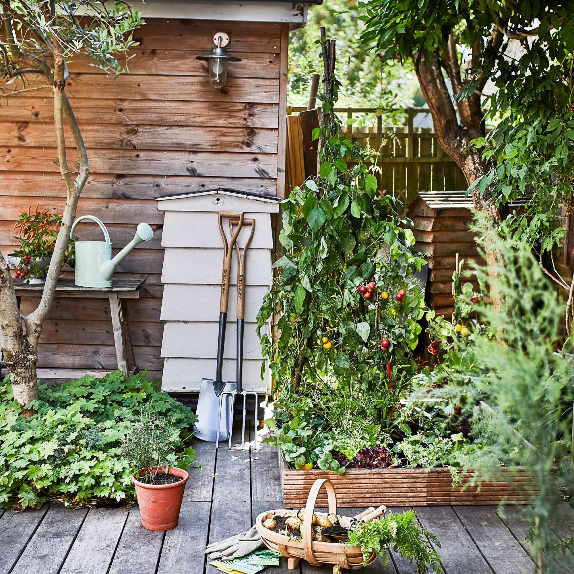 garden wigwam with runner beans