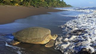 Green turtle on the beach in Tortuguero National Park, Costa Rica