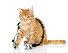 a cat with a stethoscope