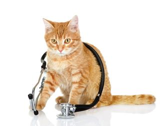 a cat with a stethoscope