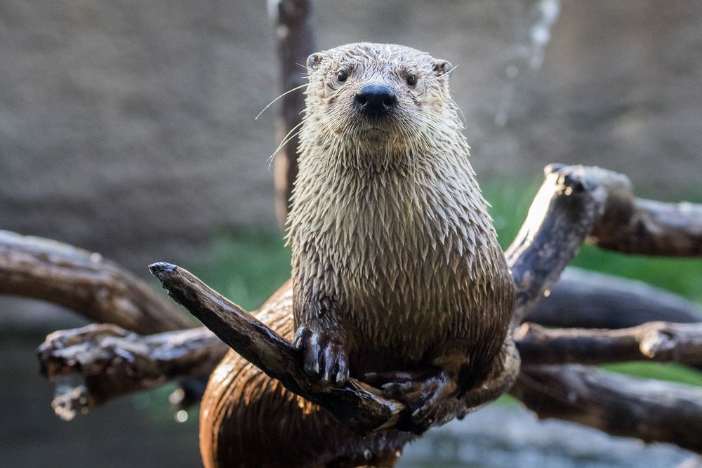 A river otter.