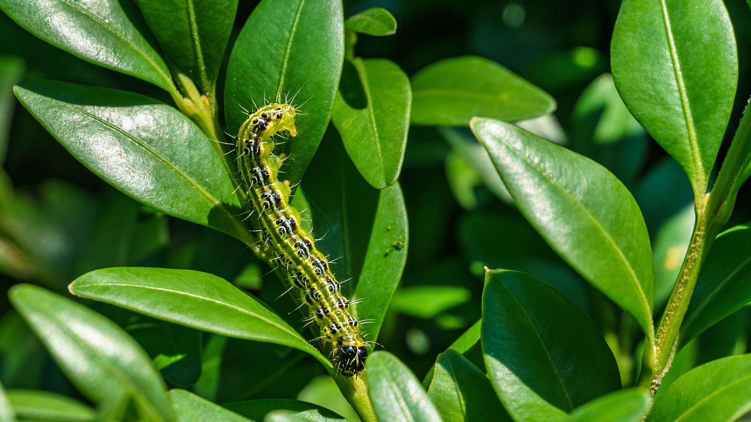 How to stop caterpillars eating my plants - the natural way | Ideal Home