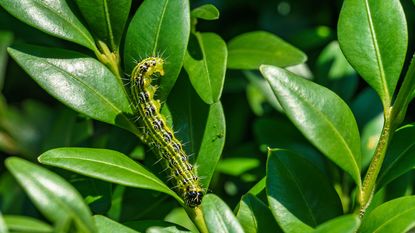 Box tree moth caterpillar on a boxwood - Marina Denisenko - GettyImages-1400053456